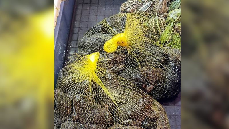 दरअसल, चीन में ऐसा कहा जाता है कि मेंढक खाने से पुरुषों में यौन शक्ति बढ़ती है।