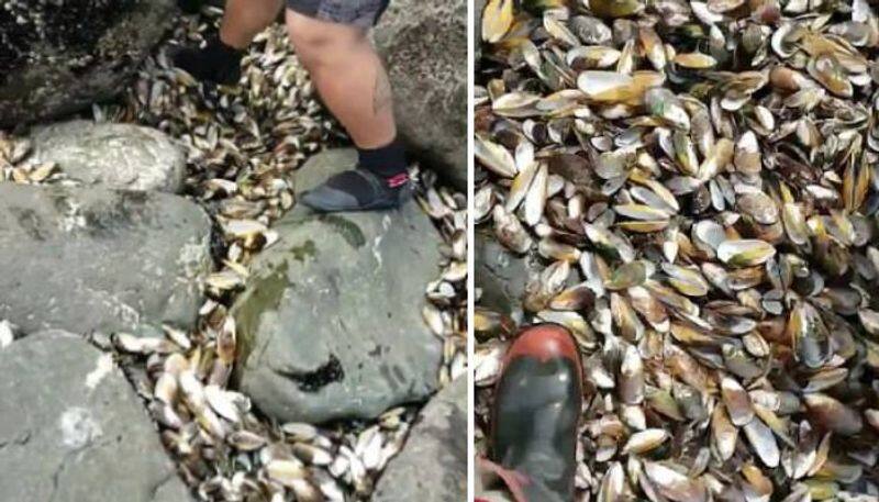 Half a million Mussels died in New Zealand coast