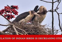 It's high time that we take measures to save the bird population
