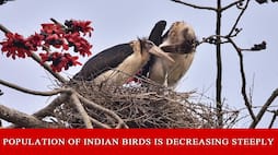 It's high time that we take measures to save the bird population