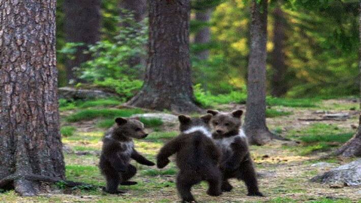 Captivating picture of bear cubs dancing in forest delights the internet Captivating picture of bear cubs dancing in forest delights the internet