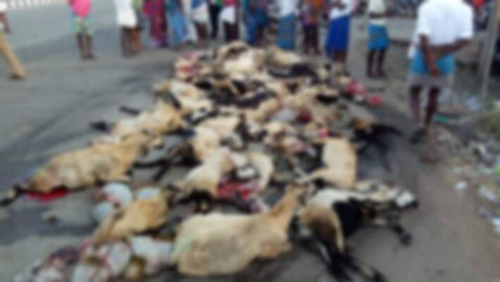 50 sheeps killed in an accident 50 sheeps killed in an accident
