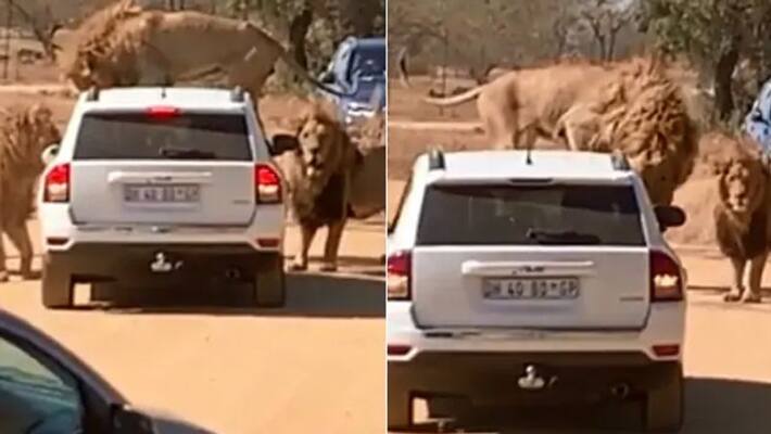 Lions Surround Tourist Vehicle in South Africa, Climb On Top Of It In Scary Viral Video Lions Surround Tourist Vehicle in South Africa, Climb On Top Of It In Scary Viral Video