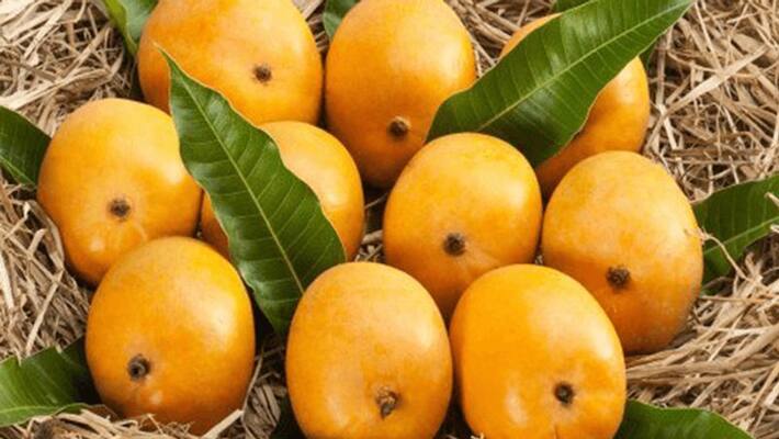 Huge Demand Koppal Mango in Market Huge Demand Koppal Mango in Market
