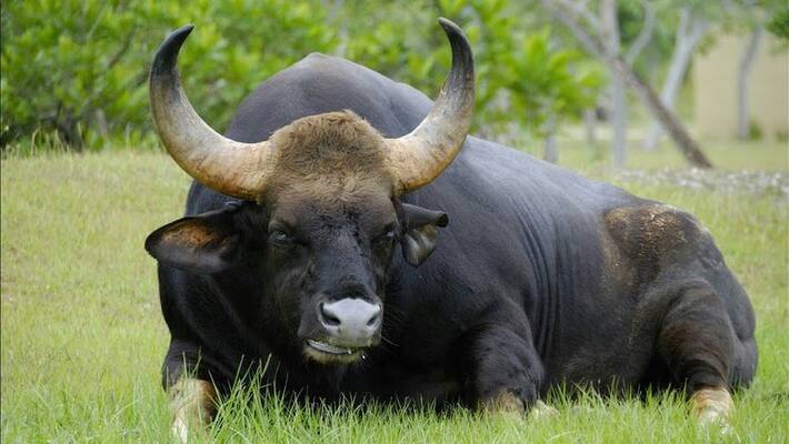 Forest Worker killed due Bison attack in Alipurduar RTB Forest Worker killed due Bison attack in Alipurduar RTB