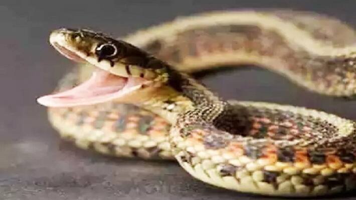 6 year old girl dies of snakebite at quarantine center in uttarakhand 6 year old girl dies of snakebite at quarantine center in uttarakhand