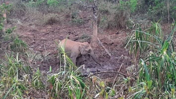 elephant roam near its dead calf for 6th day elephant roam near its dead calf for 6th day