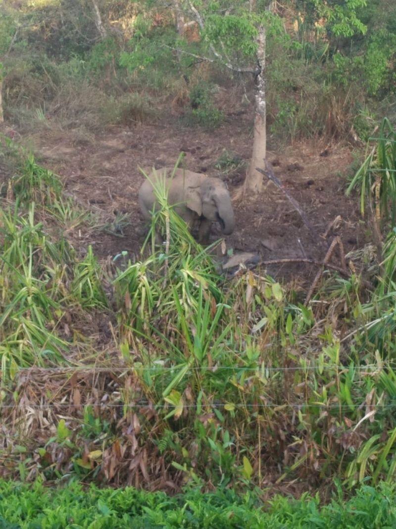 elephant roam near its dead calf for 6th day