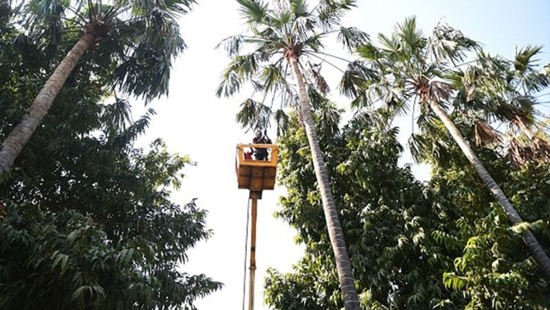 साबरमती आश्रम में पेड़ों की भी साफ सफाई की जा रही है और काट छांट करके उनकी सुंदरता को निखारा जा रहा है।
