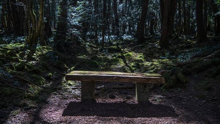 The suicide forest of Japan The suicide forest of Japan