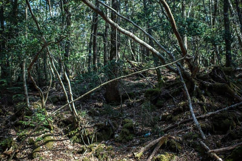 The suicide forest of Japan