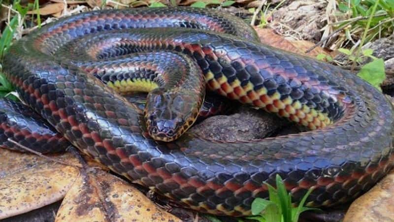 A rare rainbow snake was spotted in a Florida forest for the first time in 50 years. Don't worry, it's harmless