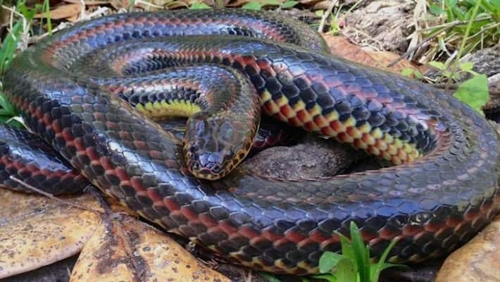 A rare rainbow snake was spotted in a Florida forest for the first time in 50 years. Don't worry, it's harmless A rare rainbow snake was spotted in a Florida forest for the first time in 50 years. Don't worry, it's harmless