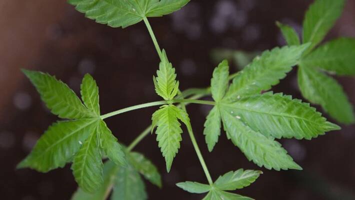 Excise find Cannabis plantation in Kodungallur Excise find Cannabis plantation in Kodungallur