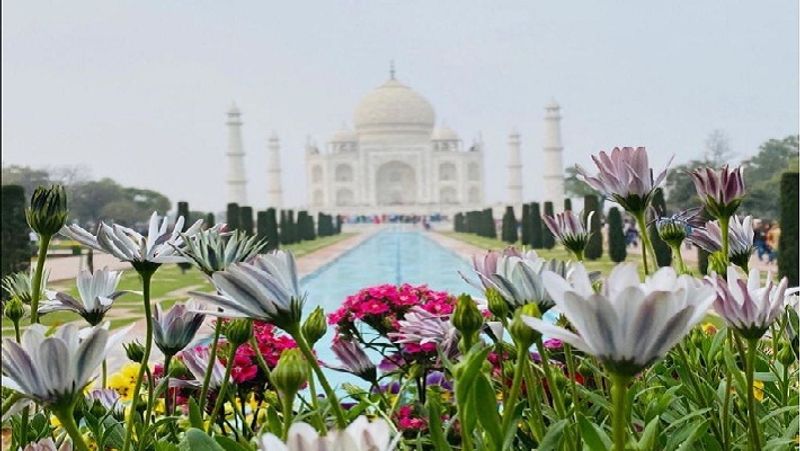 डोनाल्ड ट्रंप और उनकी पत्नी मेलानिया के स्वागत में आगरा शहर सज-धजकर ताज हो गया है तो ताजमहल और भी हसीन। फूलों की क्यारियां पर्यटकों का मन मोह रही हैं।
