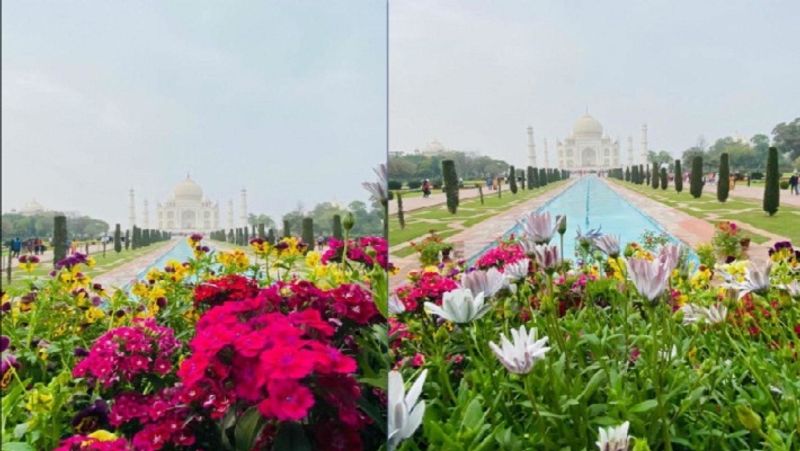 डोनाल्ड ट्रंप और उनकी पत्नी मेलानिया के स्वागत में आगरा शहर सज-धजकर ताज हो गया है तो ताजमहल और भी हसीन। फूलों की क्यारियां पर्यटकों का मन मोह रही हैं।