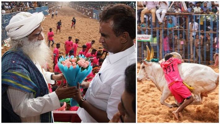 jallikattu in covai and isha sadhguru came as guest jallikattu in covai and isha sadhguru came as guest