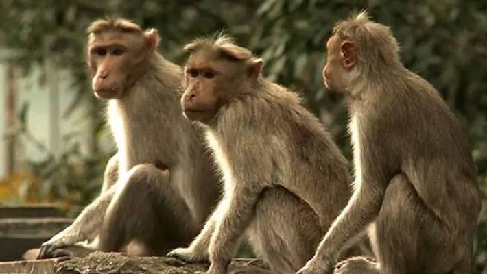 14 monkey died in uppinangady in Mangalore 14 monkey died in uppinangady in Mangalore