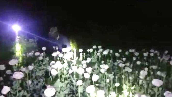 Officers strikes in illegal poppy cultivation field in Kharagpur Officers strikes in illegal poppy cultivation field in Kharagpur