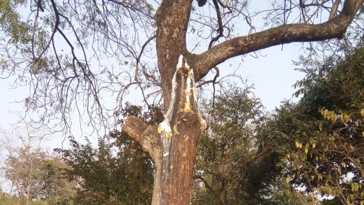 A Neem tree is believed to giving milk A Neem tree is believed to giving milk