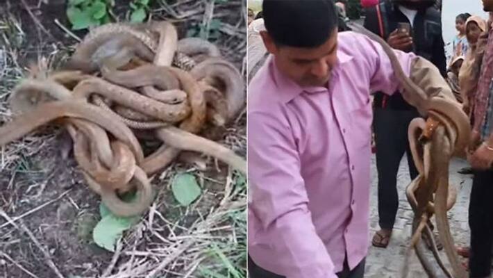 11 snakes found in a house in Karnal, shopping incident related to snake world kpa 11 snakes found in a house in Karnal, shopping incident related to snake world kpa