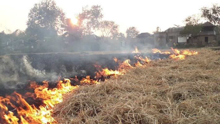 Burning the root of crops is going on Burning the root of crops is going on