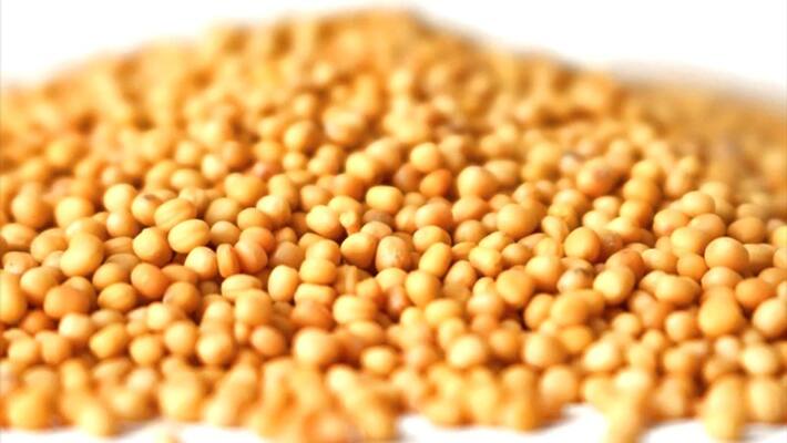 5 remedies of yellow mustard can solve your problems KPI 5 remedies of yellow mustard can solve your problems KPI