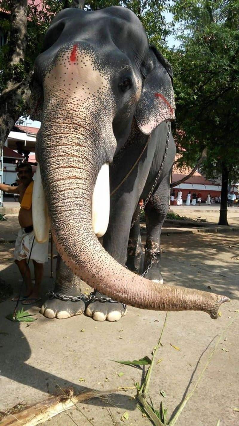 fans bid adieu to the the god of elephants guruvayur padmanabhan one of the finest elephants of Kerala