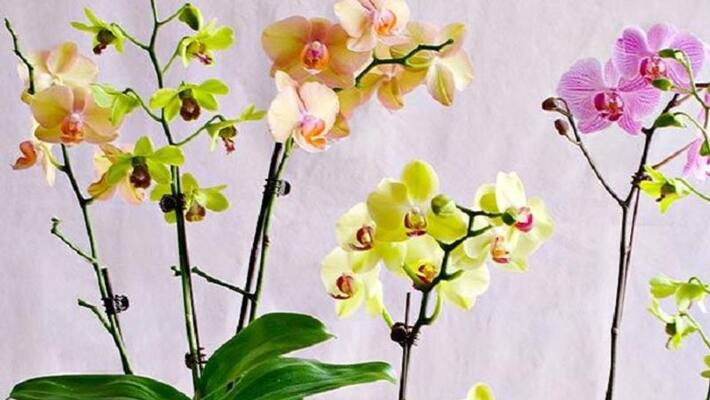 These rules of vastu will get rid of unwanted troubles in life BDD These rules of vastu will get rid of unwanted troubles in life BDD
