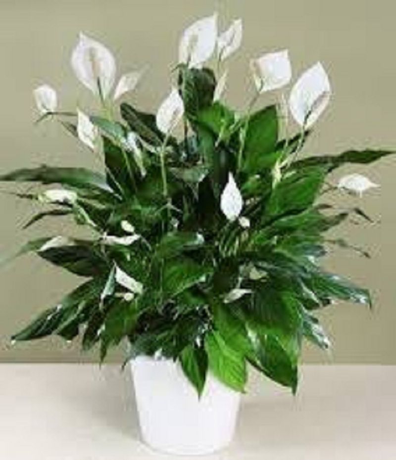 పీస్ లిల్లీ (peace lily) : పేరులాగే మొక్క అందంగా ఉంటుంది. అనేక ప్రయోజనాలూ కల్పిస్తుంది. ముదురాకుపచ్చ రంగు ఆకులతో... తెలటి పూలతో పీస్ లిల్లీ చూడగానే శాంతిని కలగజేస్తుంది. దీంతోపాటు పుష్కలంగా ఆక్సీజన్ ను అందిస్తుంది.