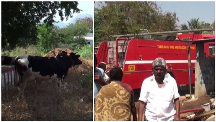 30 cow died in madurai due to fire 30 cow died in madurai due to fire