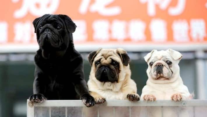varanasi municipal corporation plan to issue pet dogs identity card KPU varanasi municipal corporation plan to issue pet dogs identity card KPU