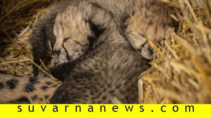 Man eater cheetah in Tumakur create anxiety among people Man eater cheetah in Tumakur create anxiety among people