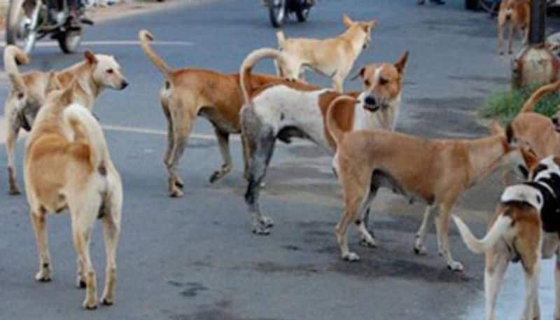 Contraception for 82,000 street dogs .. Target set by Chennai Corporation .. 9.18 crore fund.