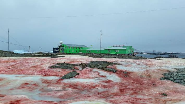 Antarctica snow turns blood red due to algae Antarctica snow turns blood red due to algae