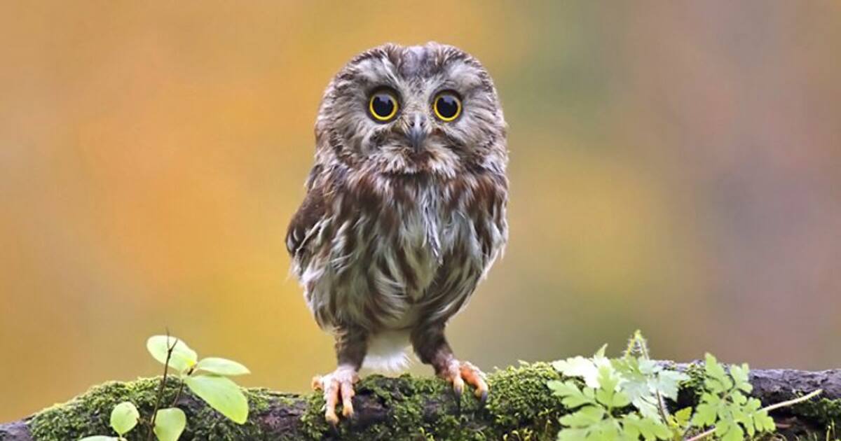 Is it good luck to have an owl in your house? rsl