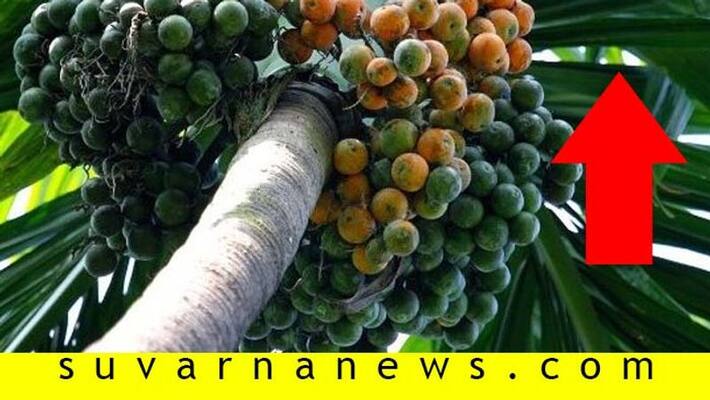 areca nut Business Start with Good price in Shivamogga after Lockdown areca nut Business Start with Good price in Shivamogga after Lockdown