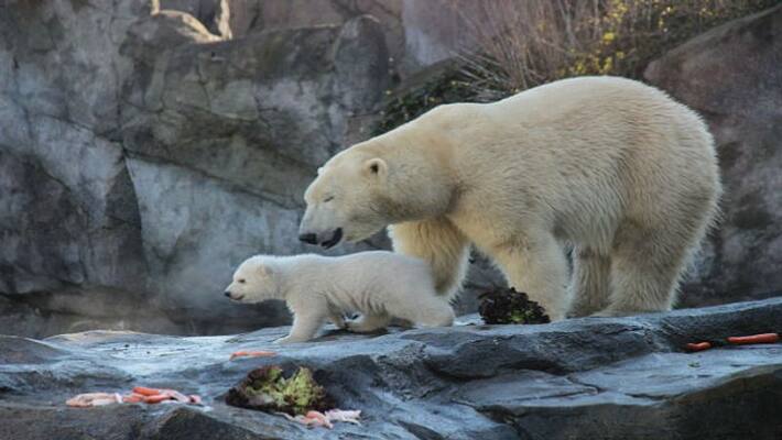 Polar bears increasingly eating each other over rise in human activity in Arctic Polar bears increasingly eating each other over rise in human activity in Arctic