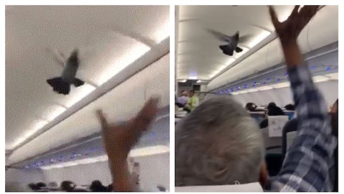 Two pigeons entered during boarding in a go air flight Two pigeons entered during boarding in a go air flight