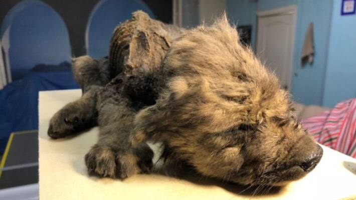 18000 years old Frozen puppy found in eastern Russia 18000 years old Frozen puppy found in eastern Russia