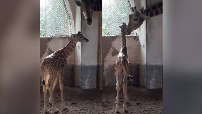 A baby giraffe become new Attraction of Alipore Zoo A baby giraffe become new Attraction of Alipore Zoo