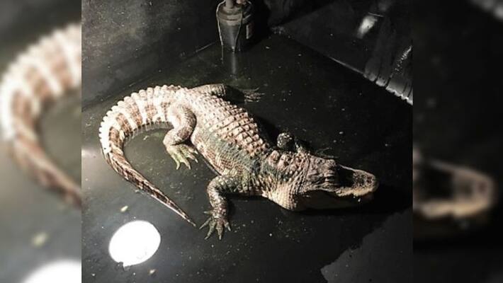 25-year-old alligator from basement of a house at Ohio 25-year-old alligator from basement of a house at Ohio