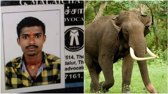 wild elephant killed a youth wild elephant killed a youth