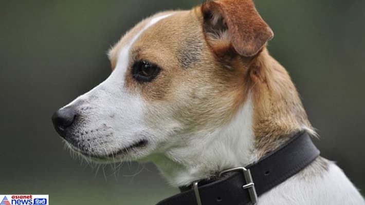Army major Ankit Budhraja Dies While Trying To Save His Dog From Fire in jk KPP Army major Ankit Budhraja Dies While Trying To Save His Dog From Fire in jk KPP