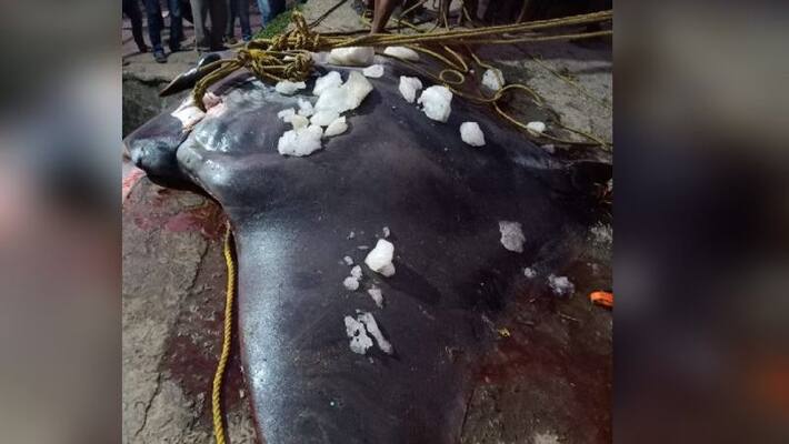 Chilshankar fish caught by fishermen in Digha Chilshankar fish caught by fishermen in Digha