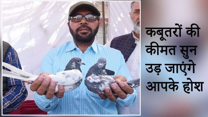 Interesting information related to pigeons, pigeons are worth up to 7 crores kpa Interesting information related to pigeons, pigeons are worth up to 7 crores kpa