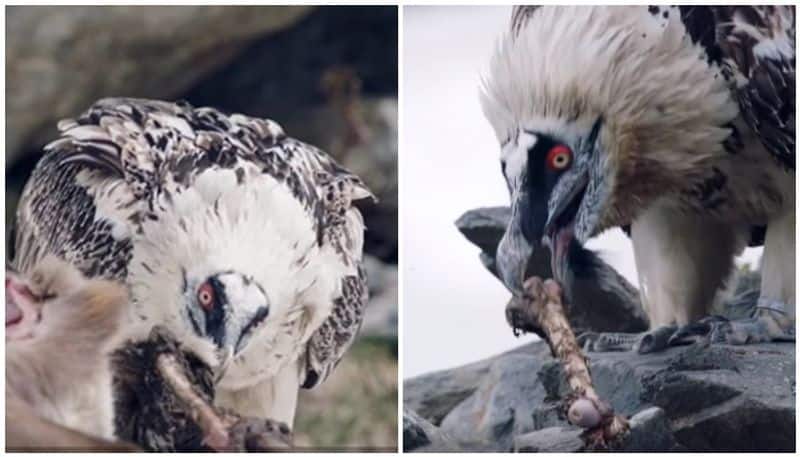 the bearded vulture that stalks the snow wolf to survive in freezing cold alps mountains