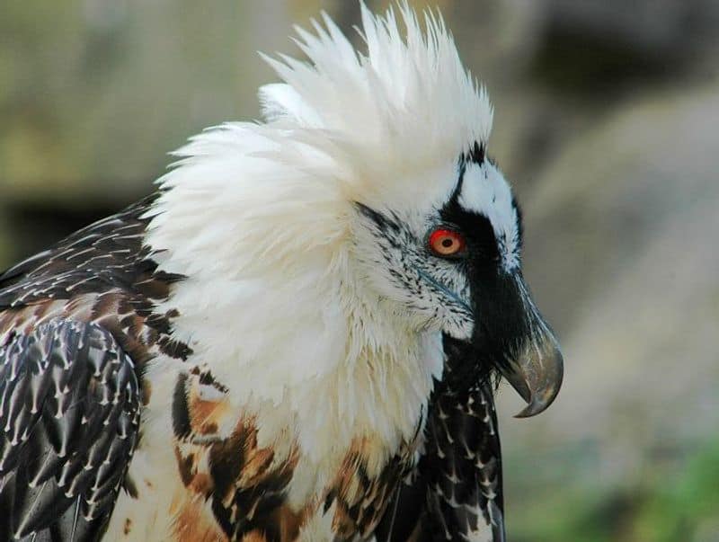 the bearded vulture that stalks the snow wolf to survive in freezing cold alps mountains