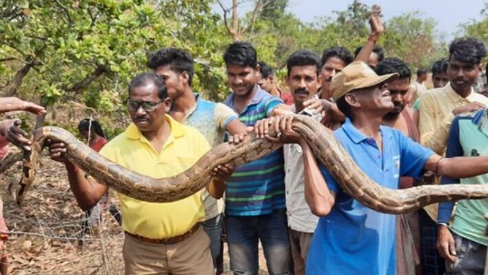 Huge python found in Midnapore Huge python found in Midnapore