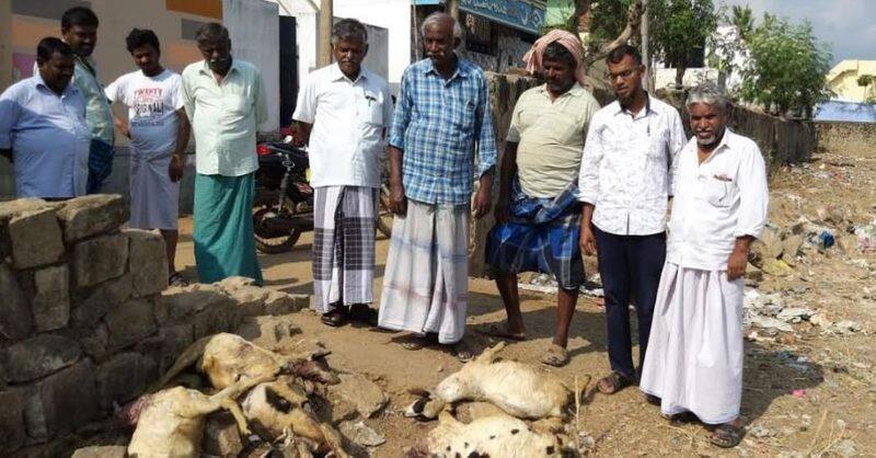 dogs killed 8 goats
